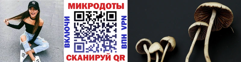 кракен   Коммунар  Псилоцибиновые грибы Psilocybine cubensis 